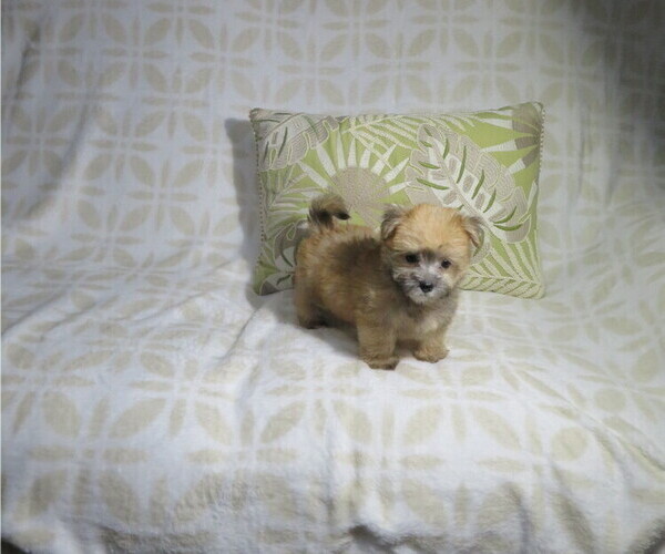 Medium Photo #4 Morkie Puppy For Sale in COOKEVILLE, TN, USA