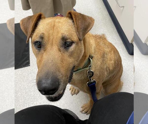 Medium Photo #3 Labrador Retriever-Unknown Mix Puppy For Sale in Incline Village, NV, USA