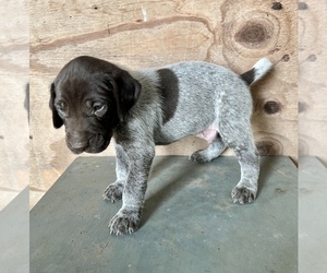 German Shorthaired Pointer Puppy for sale in WARSAW, NC, USA