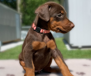 Doberman Pinscher Puppy for sale in LAKELAND, FL, USA