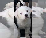 Puppy 1 English Bulldog-Great Pyrenees Mix