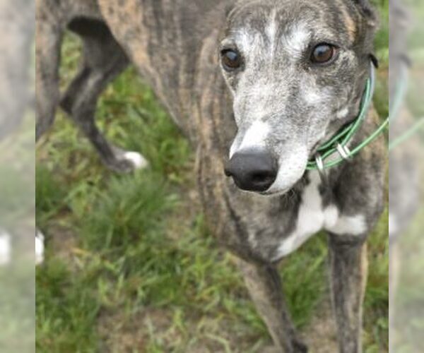 Medium Photo #1 Greyhound Puppy For Sale in Grandville, MI, USA