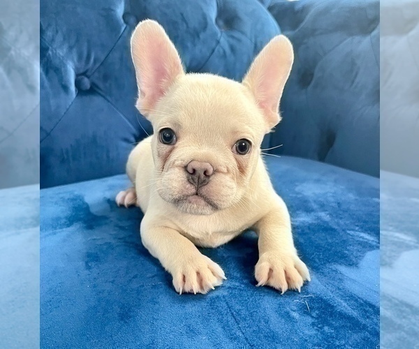 Medium Photo #13 French Bulldog Puppy For Sale in ATHERTON, CA, USA