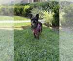 Small #2 Border Terrier-Cairn Terrier Mix