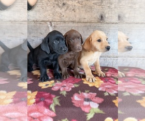 Labrador Retriever Puppy for sale in VERMONTVILLE, MI, USA