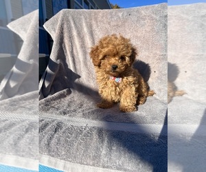 YorkiePoo Puppy for sale in RANDOLPH, MA, USA