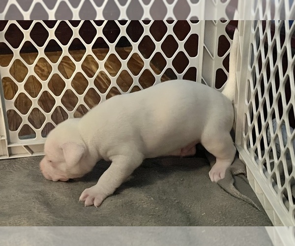 Medium Photo #8 American Pit Bull Terrier Puppy For Sale in ZANESVILLE, OH, USA