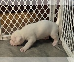 Small Photo #8 American Pit Bull Terrier Puppy For Sale in ZANESVILLE, OH, USA
