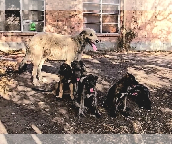 Medium Photo #2 Irish Wolfhound Puppy For Sale in MATHIS, TX, USA