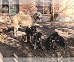 Small #1 Irish Wolfhound