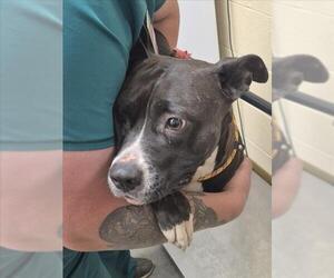 Mutt Dogs for adoption in Texas City, TX, USA