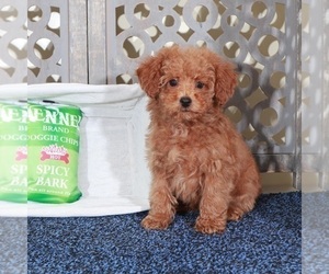Poodle (Miniature) Puppy for sale in MOUNT VERNON, OH, USA