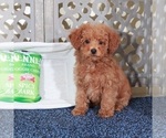 Small Poodle (Miniature)