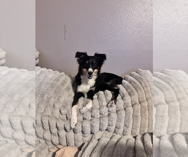 Medium Photo #1 Border-Aussie Puppy For Sale in MADRID, IA, USA