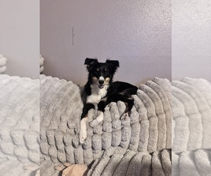 Mother of the Border-Aussie puppies born on 01/24/2026