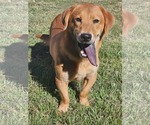 Small #7 Basset Retriever