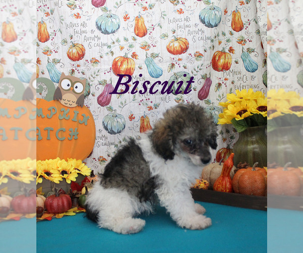 Medium Photo #22 Poodle (Toy) Puppy For Sale in CHANUTE, KS, USA