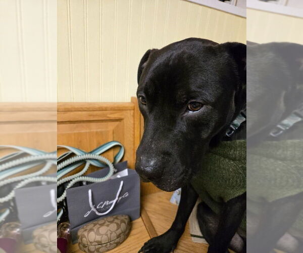 Medium Photo #3 American Pit Bull Terrier-Labrador Retriever Mix Puppy For Sale in Bellingham, WA, USA