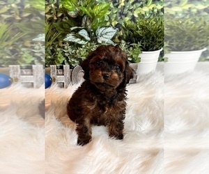 Cockapoo Dog for Adoption in INDIANAPOLIS, Indiana USA