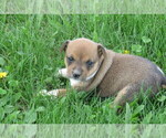 Small Photo #3 Rat Terrier Puppy For Sale in HILLSBORO, WI, USA