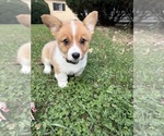 Puppy 4 American Corgi
