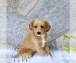 Small #3 Miniature Labradoodle