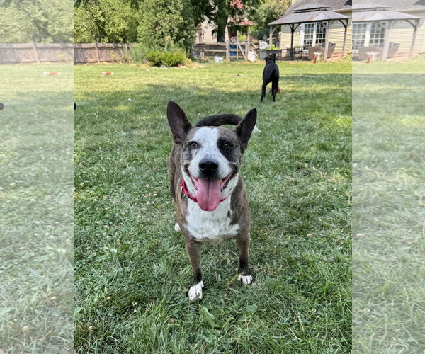 Medium Photo #2 Mutt Puppy For Sale in Doylestown, PA, USA