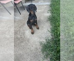 Puppy Blu Doberman Pinscher