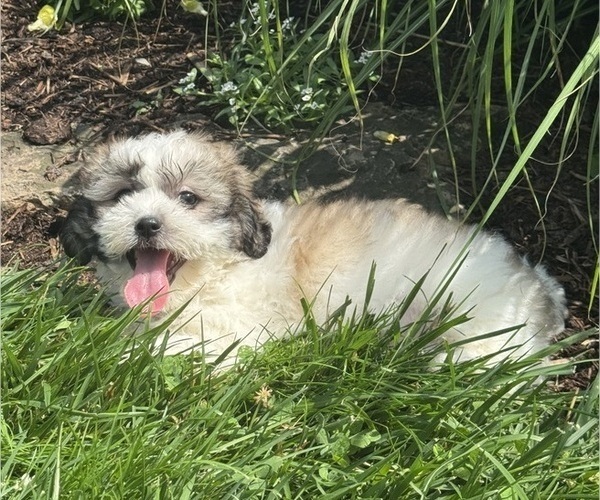 Medium Photo #3 Zuchon Puppy For Sale in CANOGA, NY, USA