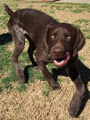 German Shorthaired Pointer Puppy for sale in SUN VALLEY, CA, USA