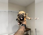 Small Photo #37 Cane Corso-Saint Bernard Mix Puppy For Sale in LIVERMORE, CA, USA