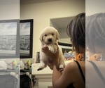 Small Photo #2 Golden Retriever Puppy For Sale in LAS VEGAS, NV, USA
