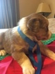 Small Photo #3 Australian Shepherd Puppy For Sale in GILMER, TX, USA