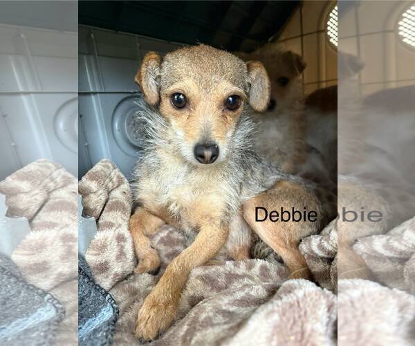 Medium Photo #1 Mutt Puppy For Sale in Turlock, CA, USA