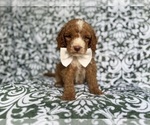 Small #6 Cockapoo (Miniature)