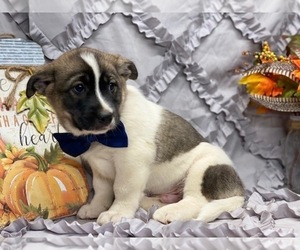 American Eskimo Dog-German Shepherd Dog Mix Puppy for sale in LANCASTER, PA, USA