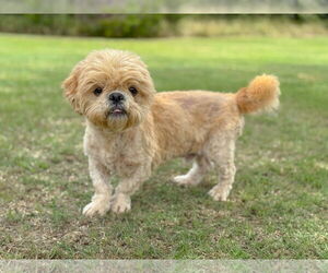 Shih Tzu Dogs for adoption in PIPE CREEK, TX, USA