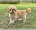 Small Shih Tzu