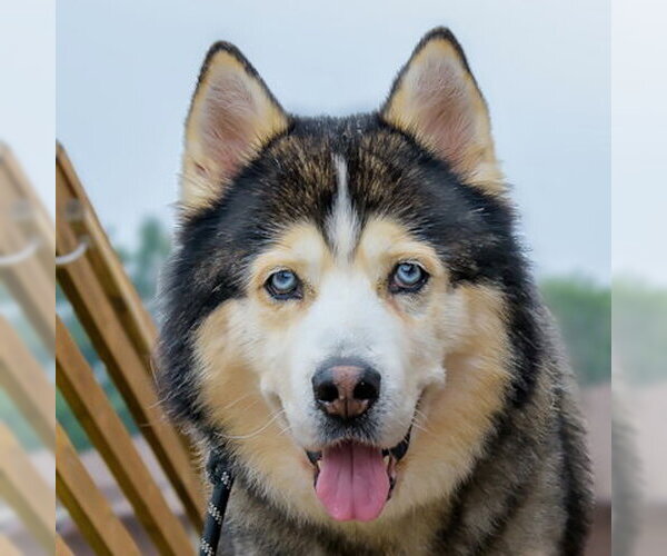 Medium Photo #3 Siberian Husky Puppy For Sale in Omaha, NE, USA