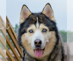 Small #2 Siberian Husky