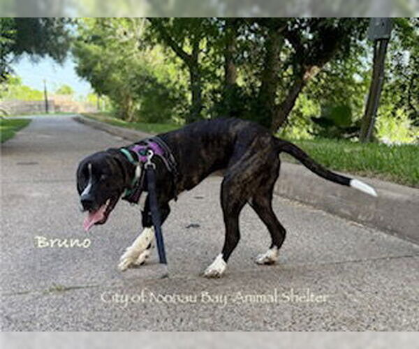 Medium Photo #3 Mastiff-Unknown Mix Puppy For Sale in Nassau bay, TX, USA