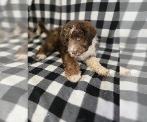 Aussiedoodle Puppy for Sale in NEOSHO, Missouri USA