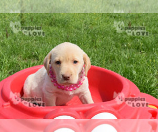 Medium Photo #9 Labrador Retriever Puppy For Sale in SANGER, TX, USA