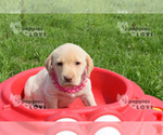 Small Photo #9 Labrador Retriever Puppy For Sale in SANGER, TX, USA