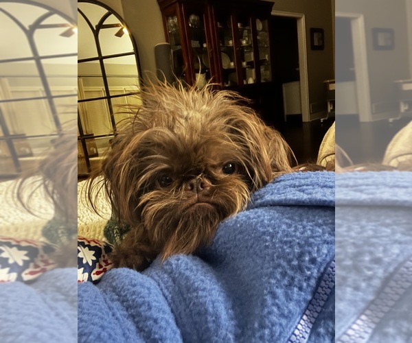 Medium Photo #1 Brussels Griffon Puppy For Sale in COLUMBUS, OH, USA