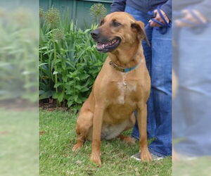 Redbone Coonhound-Unknown Mix Dogs for adoption in Batavia, NY, USA