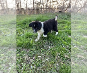 Border Collie Puppy for sale in PEN ARGYL, PA, USA