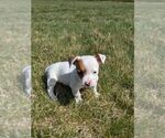 Small Photo #2 Jack Russell Terrier Puppy For Sale in FREDERICKSBURG, OH, USA