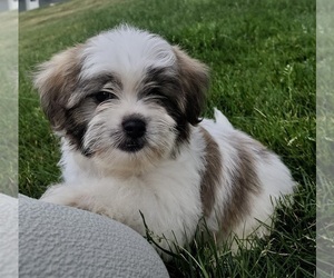 Mal-Shi Puppy for sale in FREDERICKSBURG, OH, USA