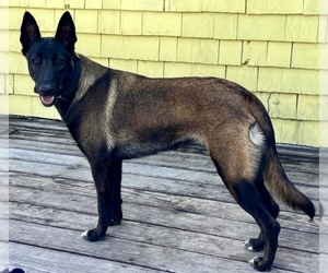 Mother of the Belgian Malinois puppies born on 05/14/2025